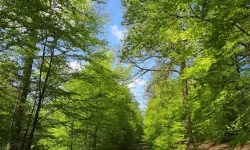 La forêt de St-Michel-Freyr : décision en octobre