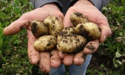 Ouvrir le chemin vers une agriculture moins dépendante des intrants, produire plus et mieux avec moins !