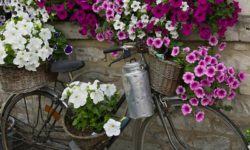 2ème édition du concours Wallonie en fleurs