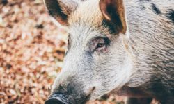 Peste porcine africaine : 1 sanglier supplémentaire contrôlé positif