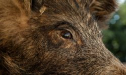 Peste porcine africaine : interdiction temporaire de la circulation en forêt dans le périmètre défini
