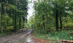 Le bois des Croisettes restera un domaine public