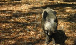 Peste porcine africaine : les nouvelles mesures