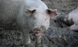 Peste porcine africaine : la Wallonie soutient ses éleveurs !