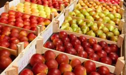 Un Plan Stratégique pour la filière fruits et légumes de Wallonie