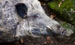Peste Porcine Africaine : nouvelles mesures du Gouvernement