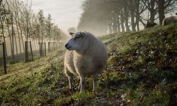 Un Plan Stratégique pour la filière ovine de Wallonie