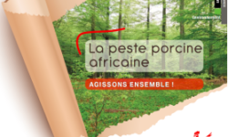 La peste porcine africaine : agissons ensemble !
