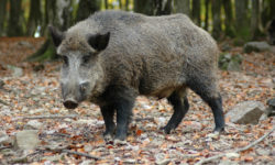 Peste porcine africaine : la Wallonie ne baisse pas la garde