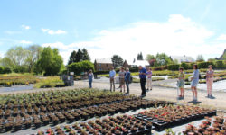 Un Plan Stratégique pour la Filière horticole ornementale en Wallonie